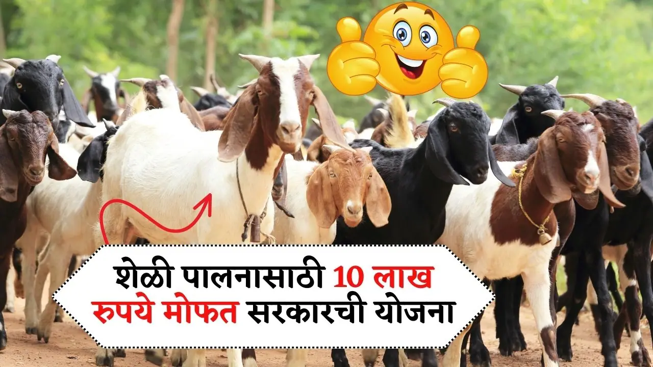 शेळी पालनासाठी 10 लाख रुपये मोफत सरकारची ही योजना माहितीय का? Goat Framing Scheme