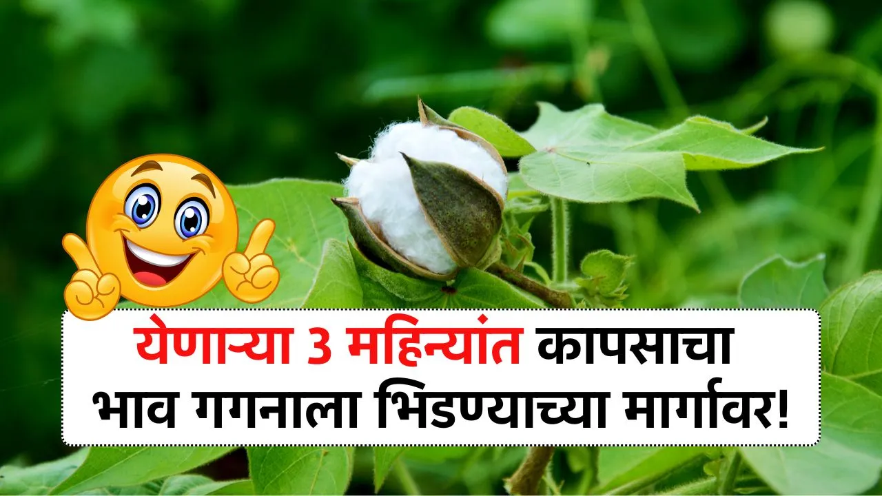 येणाऱ्या 3 महिन्यांत कापसाचा भाव गगनाला भिडणार शेतकऱ्यांना सोनेरी संधी Kapus Bajar Bhav